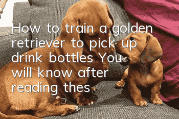 How to train a golden retriever to pick up drink bottles? You will know after reading these steps!