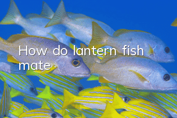 How do lantern fish mate?