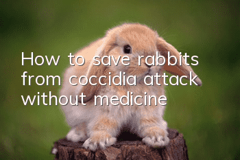 How to save rabbits from coccidia attack without medicine?