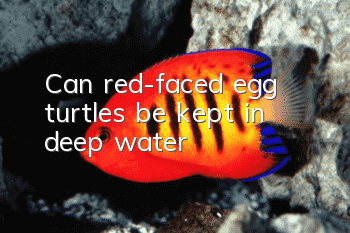 Can red-faced egg turtles be kept in deep water?