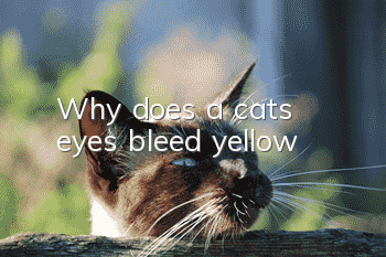 Why does a cat's eyes bleed yellow?