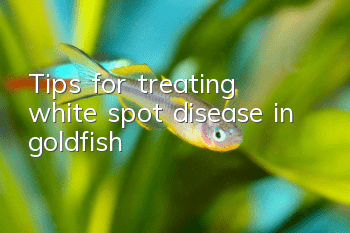 Tips for treating white spot disease in goldfish