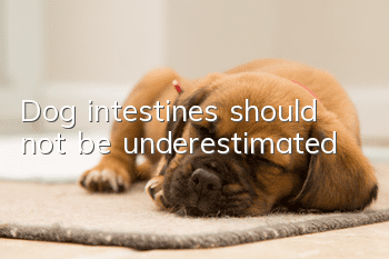 Dog intestines should not be underestimated