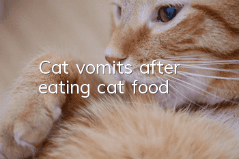 Cat vomits after eating cat food