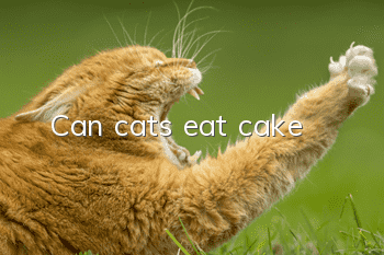 Can cats eat cake?