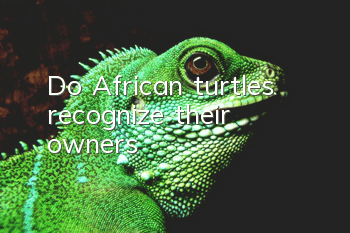 Do African turtles recognize their owners?