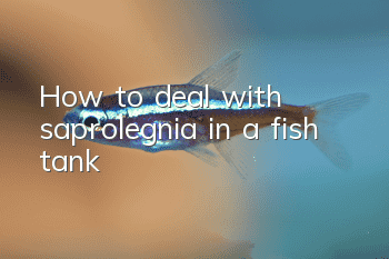 How to deal with saprolegnia in a fish tank