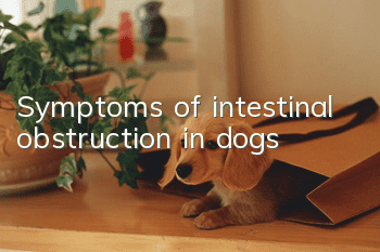 Symptoms of intestinal obstruction in dogs