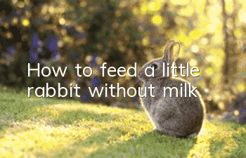 How to feed a little rabbit without milk