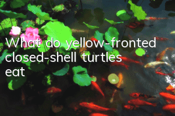 What do yellow-fronted closed-shell turtles eat?