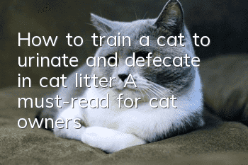 How to train a cat to urinate and defecate in cat litter? A must-read for cat owners!