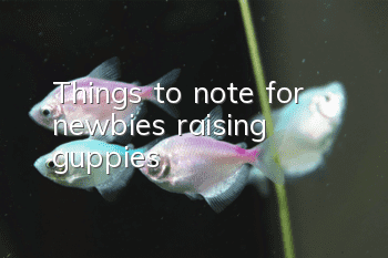 Things to note for newbies raising guppies