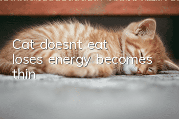 Cat doesn’t eat, loses energy, becomes thin