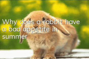 Why does a rabbit have a bad appetite in summer?