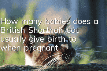 How many babies does a British Shorthair cat usually give birth to when pregnant?