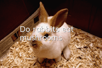 Do rabbits eat mushrooms?