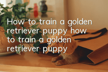 How to train a golden retriever puppy, how to train a golden retriever puppy!