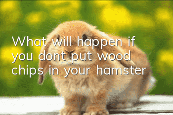 What will happen if you don’t put wood chips in your hamster?