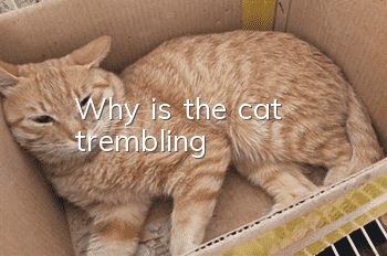 Why is the cat trembling?