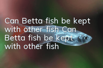 Can Betta fish be kept with other fish? Can Betta fish be kept with other fish?