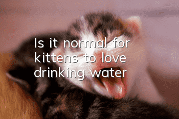 Is it normal for kittens to love drinking water?