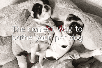 The correct way to bathe your pet dog