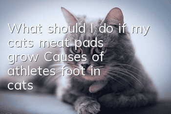 What should I do if my cat’s meat pads grow? Causes of athlete's foot in cats