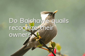 Do Baishawe quails recognize their owners?