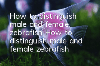 How to distinguish male and female zebrafish How to distinguish male and female zebrafish