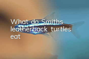 What do Smith's leatherback turtles eat?