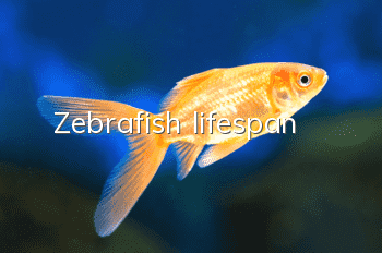 Zebrafish lifespan