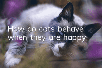 How do cats behave when they are happy?