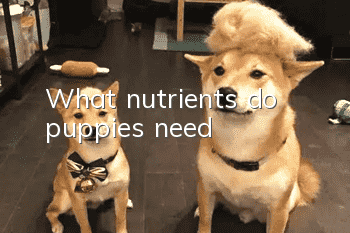 What nutrients do puppies need?