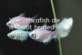 Will zebrafish die if it is not heated in winter?