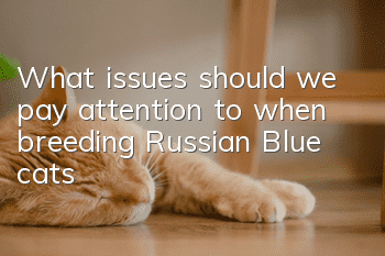 What issues should we pay attention to when breeding Russian Blue cats?