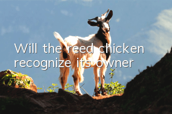 Will the reed chicken recognize its owner?