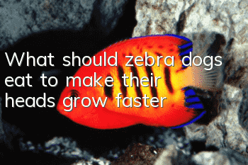 What should zebra dogs eat to make their heads grow faster?