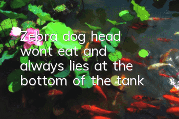 Zebra dog head won't eat and always lies at the bottom of the tank