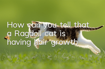 How can you tell that a Ragdoll cat is having hair growth?