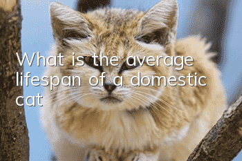 What is the average lifespan of a domestic cat?