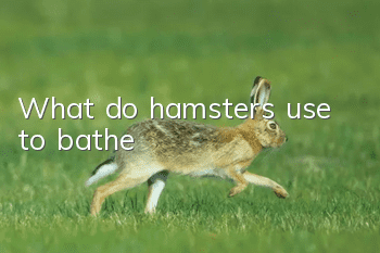 What do hamsters use to bathe?