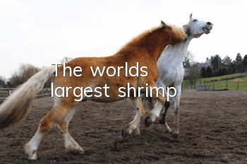 The world's largest shrimp