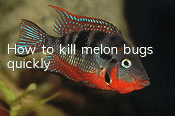 How to kill melon bugs quickly