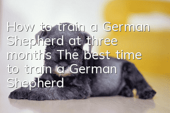 How to train a German Shepherd at three months? The best time to train a German Shepherd!