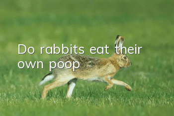 Do rabbits eat their own poop?