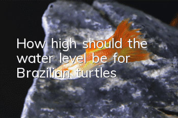 How high should the water level be for Brazilian turtles?