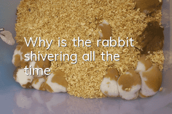 Why is the rabbit shivering all the time?