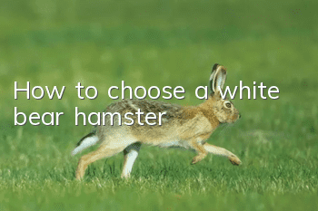 How to choose a white bear hamster