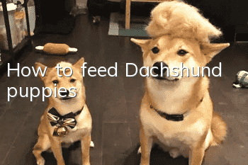 How to feed Dachshund puppies