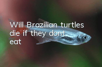 Will Brazilian turtles die if they don’t eat?